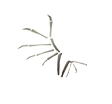 Bone Wings