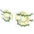 Clam Wings