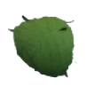 Eco Green Leaf Afro