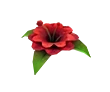Forgotten Flower