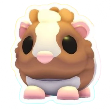 Chocolate Dutch Guinea Pig