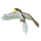 Hawk