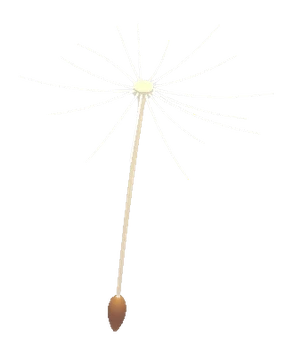 Dandelion Propeller