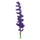 Lavender Bundle