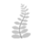 White Fern